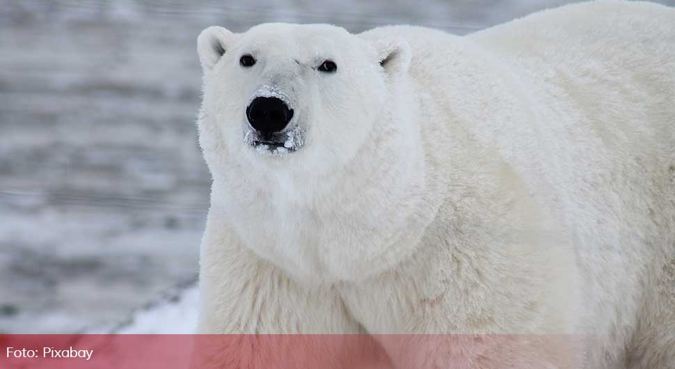 polarni medvjed.jpg